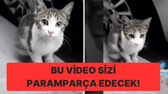 Sosyal Medyada Paylaşılan Kedi Videosu Sizi Paramparça Edecek