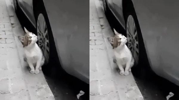 İddiaya göre öksürdüğü için dışarıya atılan kedi, sokakta kamp kurdu ve üzüntülü gözlerle evi izle.