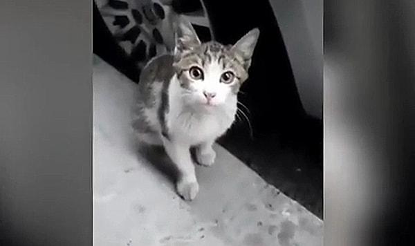 Bugün sosyal medyada paylaşılan bir kedi videosu görenleri mahvetti. İddiaya göre çok fazla öksürdüğü için dışarıya atılan bir kedi, evin önünde adeta kamp kurdu.