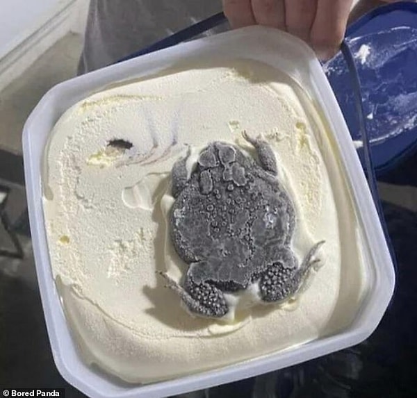 Oraya nasıl girdiği asla bilinmeyen dondurma kutusundaki kurbağa.