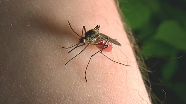 11. "Sivrisinekler hastalıkları diğer insanlara bulaştıracak. Hastalığa ve ölüme neden olabilmek için evrimleşecekler."