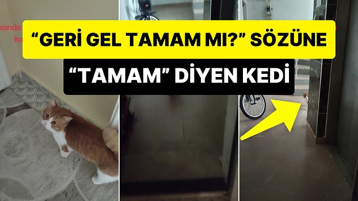 Evden Çıkıp Gezmeye Giden, İnsan Dostunun da Sözünü Dinleyip 'Tamam' Diyen Paşa İsimli Kedi