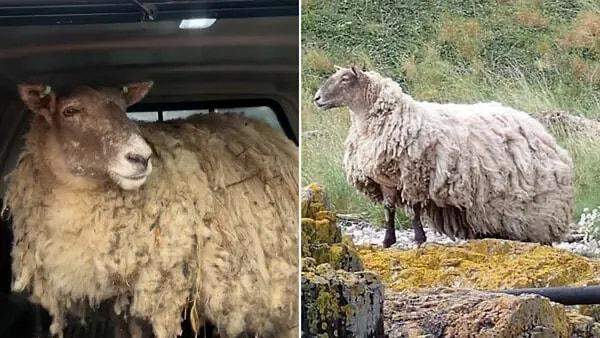 "Britanya'nın en yalnız koyunu" olarak nam salan Fiona, yaklaşık iki yıl boyunca İskoçya'nın ücra bir kıyısında yalnız başına kaldı.