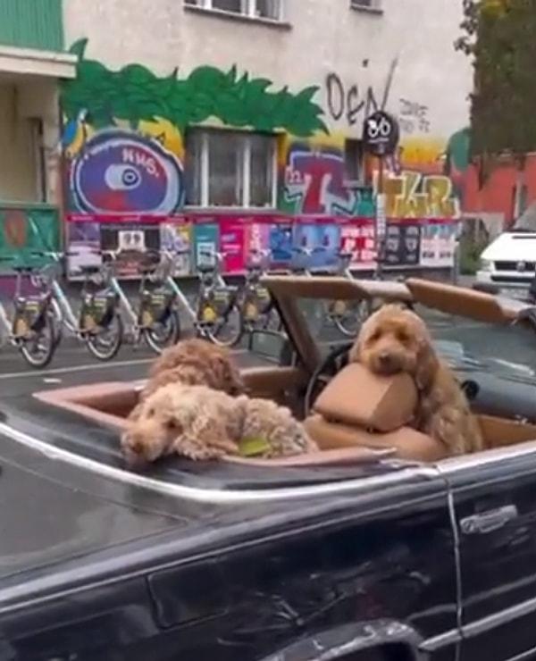 Almanya'da bir adamın üç köpeğini üstü açık arabada bırakıp işlerini hallettiği anlarda tüm sokağın ilgisi köpekler oldu.