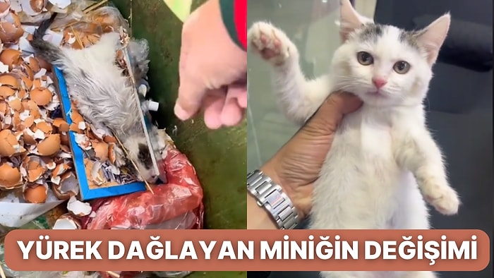 Çaresizce Çöpte Ölmeyi Beklerken Uzatılan Yardım Eliyle Bambaşka Olan Yavru Kedinin Sürecine İçiniz Eriyecek