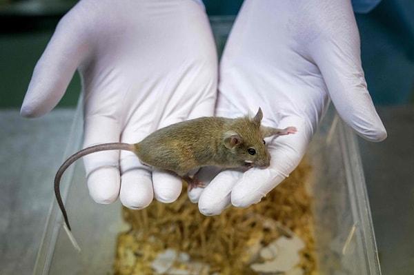 Araştırmacılar, domuz kanından elde edilen bileşiklerle üretilen ve "E5" olarak adlandırılan terapötik bir maddenin sıçanlarda yaşlanmayı geri çevirebildiğini ortaya koydu.