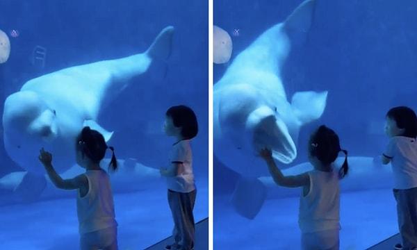 Çin'de bulunan bir akvaryumda oldukça muzip bir beyaz balina yaşıyor.
