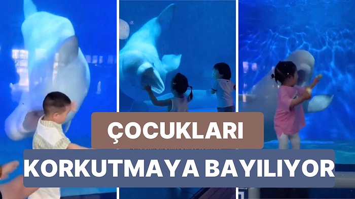 Çin'de Dev Akvaryum'da Yaşayan Beyaz Balinanın Kendisini Ziyarete Gelen Çocukları Korkuttuğu Anlar Viral Oldu