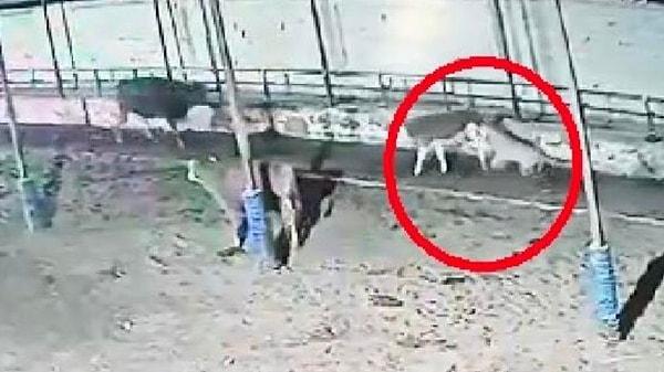 Kayseri’nin Bünyan ilçesinde, 270 büyükbaşın bulunduğu çiftliğe inen 5 kurt, 2 ineği yaraladı. O anlar güvenlik kamerasına yansıdı.