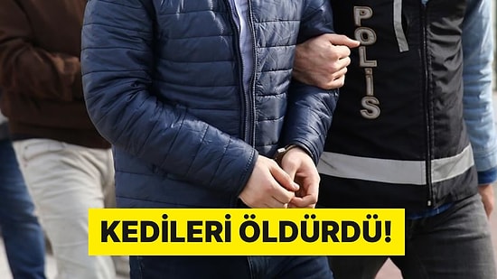 İstanbul'da Hayvana İşkence: Poşete Koyduğu Kedileri Tekmeleyerek Öldürdü!