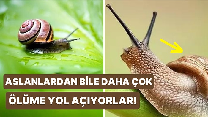 Salyangozlar Neden Dünyanın En Ölümcül Canlılarından Biri?