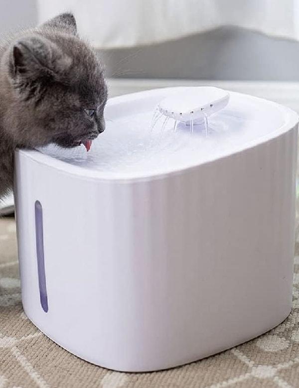 Kedi Köpek Su Pınarı