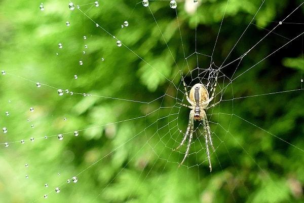 Ünlü şarkıcıyı hangi örümcek türünün ısırdığı konusu ise ülke genelinde merak edilir hale geldi.