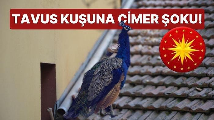 Tavus Kuşuna CİMER Şoku! 'Daha Önce de Cami Bahçesinde Tekmelendi'