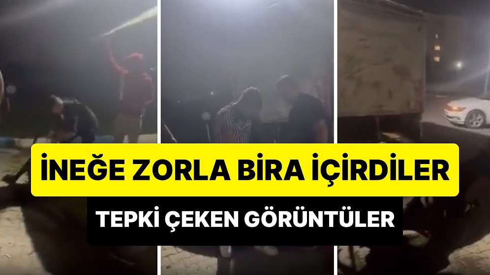 Sakarya'da Bir Grup Genç, Yere Yatırdıkları İneğe Zorla Bira İçirdi