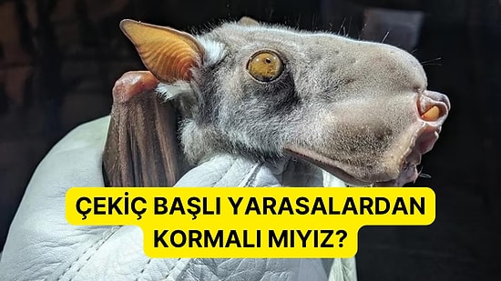 Çekiç Başlı Yarasalar Gerçek! Peki Korkmamıza Gerek Var mı?