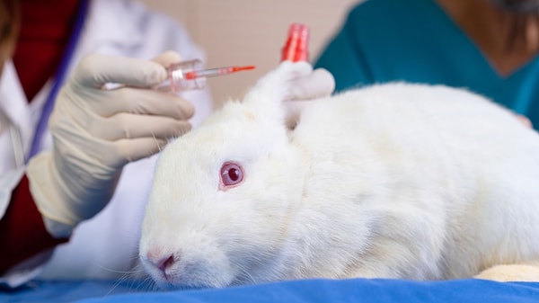 9. "Kozmetik ürünleri için hayvanlar üzerinde hala test yapılıyor ve bir ürünün  üzerinde temiz veya vegan yazması, onun hayvanlar üzerinde test edilmediği anlamına gelmez."