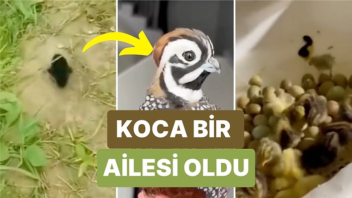 Bahçede Bulduğu Bıldırcın Yavrusunu Eve Alıp Büyüten Adamın Koskoca Bir Bıldırcın Ailesi Oldu