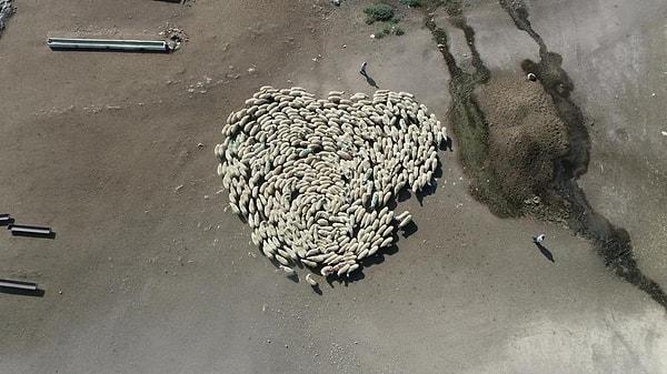 300 koyun, birkaç dakika boyunca peş peşe saat yönünde dönerek daire çizdi.