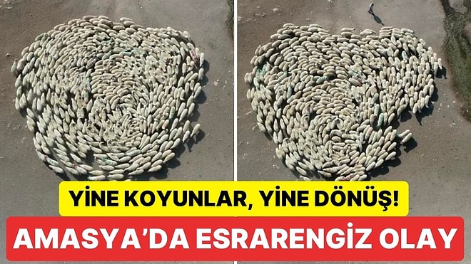 Çin’deki Esrarengiz Olayın Bir Benzeri de Türkiye’de Oldu: 300 Koyun Dakikalarca Saat Yönünde Daire Çizdi