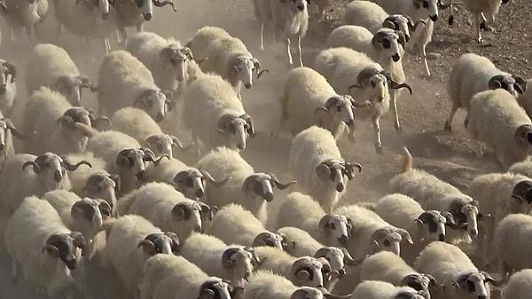 Listeria hastalığına sebep olan bu yemler, koyunların hareketini etkiliyor. Yemlerden dolayı koyunların beyninde oluşan iltihap, koyunların daire çizmesine sebep oluyor.