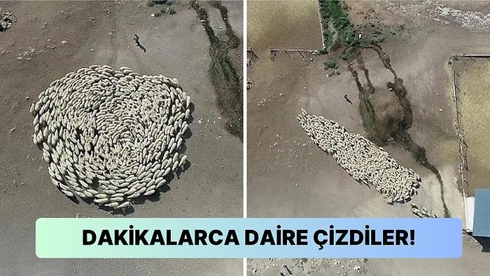 300 Koyunun Aynı Anda Daire Çizdiği Esrarengiz Videonun Sırrı Çözüldü