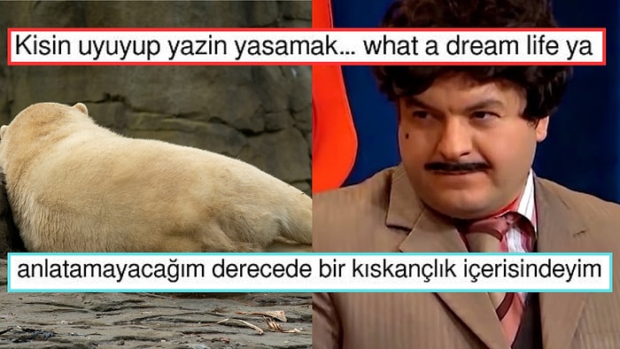 Kış Uykusuna Yatmaya Hazırlanan Ayıları Kıskanan Twitter Ahalisi, Kem Göz Şevket Gibi "Keşke!" Dedi