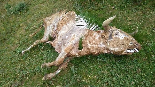 2. Ölmüş zavallı bir inek: