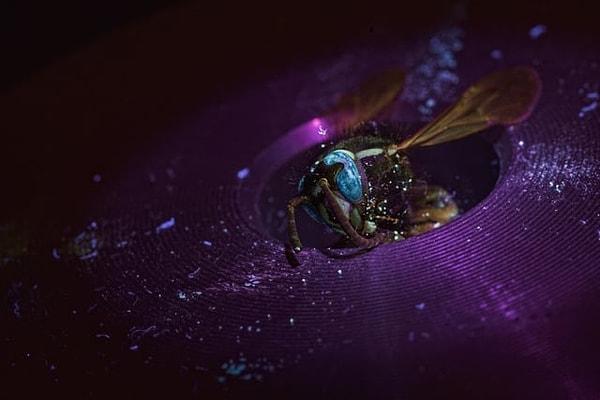 8. UV ışığı altında görüntülenen bir yaban arısı: