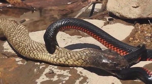 14. Anlaşmazlık sonucu kendi türünü öldürmüş bir yılan: