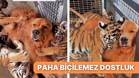 Minik Kaplanlara Annelik Yapan Golden Retriever ile Kaplanlar Arasındaki İletişime Kalbiniz Eriyecek