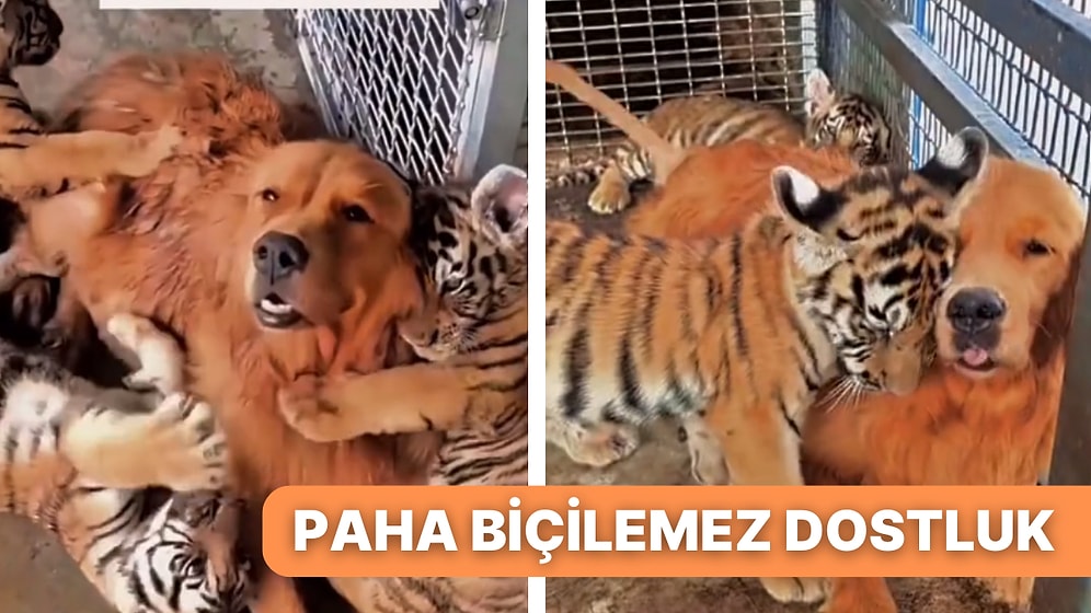 Minik Kaplanlara Annelik Yapan Golden Retriever ile Kaplanlar Arasındaki İletişime Kalbiniz Eriyecek