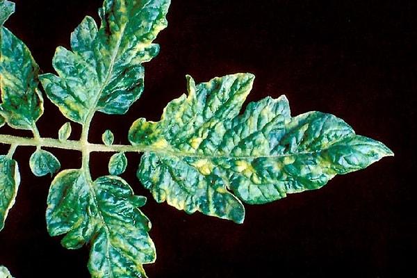 Bilim dünyasının ilk kez tanıştığı virüs, tütün bitkilerinin hastalıklı yaprakları sayesinde keşfedilen tütün mozaik virüsüydü.
