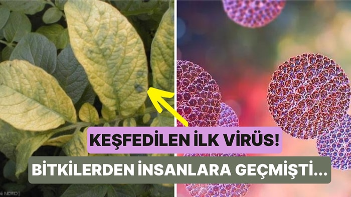 Bilim İnsanları Tarafından Keşfedilen İlk Virüs Neydi?