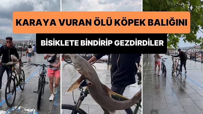 Karaya Vuran Ölü Köpek Balığını Bisiklete Bindirip Gezdiren Gençler 'Başka Ülkede Yaşayamam' Dedirtti