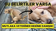 Köpek Sahiplerinin Dikkatine: Sevimli Dostunuzun Dışkısı Sağlığı Hakkında Önemli Bilgiler Veriyor!