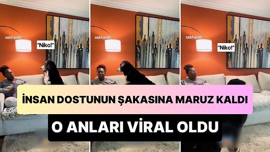 Köpek Dostu Yanındayken 'Seslenme Şakası' Yaptı: Kendini Göstermeye Çalışan Köpeğin Çabası Viral Oldu