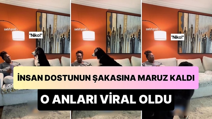 Köpek Dostu Yanındayken 'Seslenme Şakası' Yaptı: Kendini Göstermeye Çalışan Köpeğin Çabası Viral Oldu