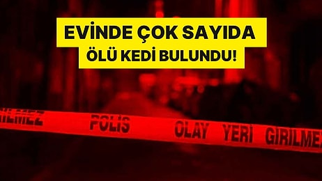 Fatih'te Kan Donduran Olay! Evinde Çok Sayıda Ölü Kedi Bulundu: Şüpheli Gözaltına Alındı