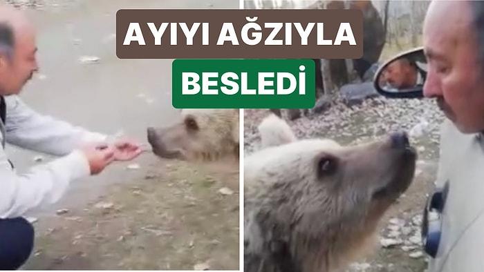 Bitlis'te Ormanda Gördüğü Boz Ayıyı Ağzıyla Besleyen Korkusuz Adamın Görüntüleri Viral Oldu