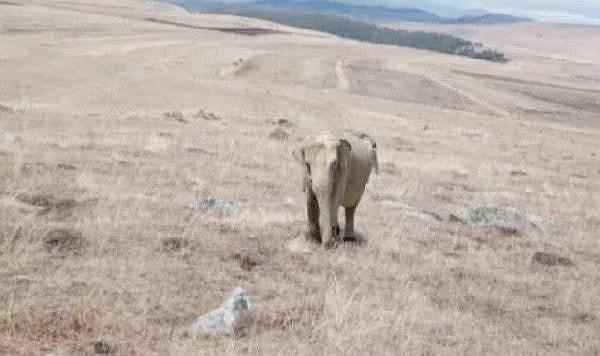 Çamlıçatak köyü kırsalında hayvan otlatan çoban, arazide fil gördüğünü iddia ederek, çektiği fotoğrafını sosyal medya hesabından paylaştı.
