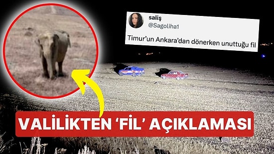 Çoban 'Fil Gördüm' Dedi, Sosyal Medya Çalkalandı! Jandarma Arazide Fil Arıyor