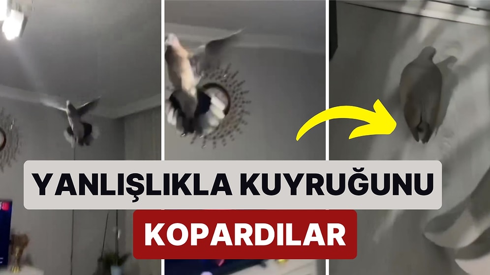 Evlerine Güvercin Girince Ne Yapacağını Bilemeyen Aile Güvercini Evden Çıkarmaya Çalışırken Kuyruğunu Kopardı