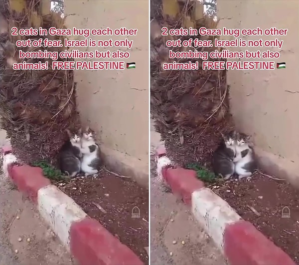 Sosyal medyada paylaşılan bir görüntüde de İsrail ordusu ile Hamas'ın çatıştığı Gazze'de korkudan birbirlerine sarılan iki kedi görülüyor.