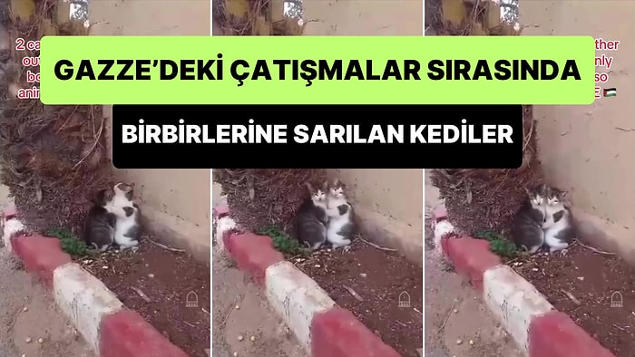 Gazze'deki Çatışmalar Sırasında Korkudan Birbirine Sarılan İki Kedinin İçinizi Parçalayacak Görüntüleri