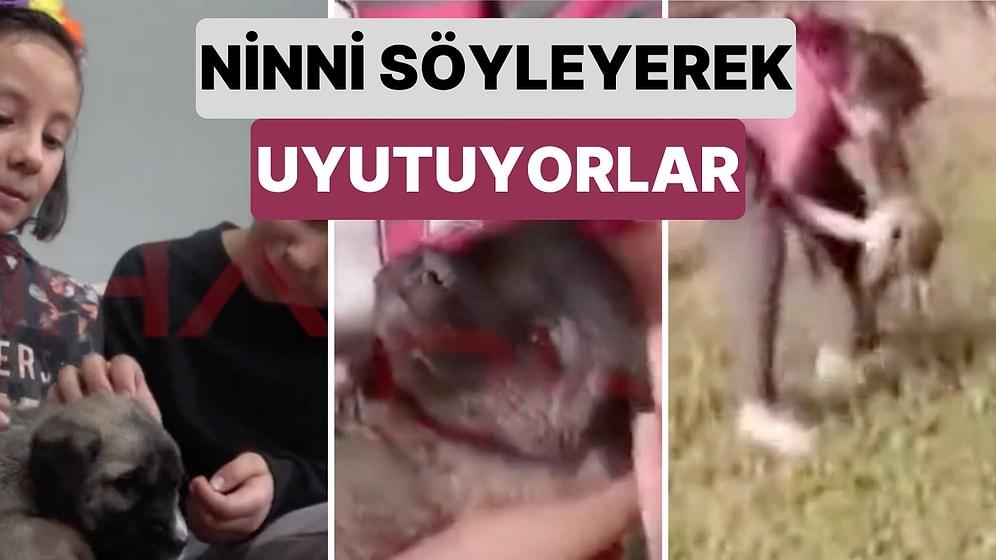 Sivas'ta İnek Otlatırken Buldukları Köpeği Ninnilerle Uyutan İki Kardeş Kalbinizi Isıtacak