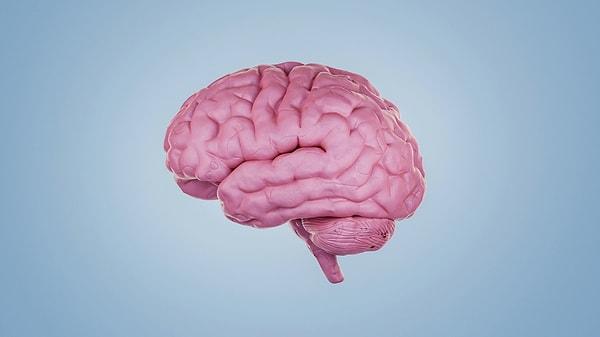 2. İnsan beyninin ortalama ağırlığı ne kadardır?