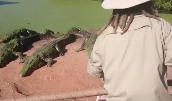 Turistlerin beslemesi için aç bırakılan timsahlara bir ziyaretçi yiyecek attı.