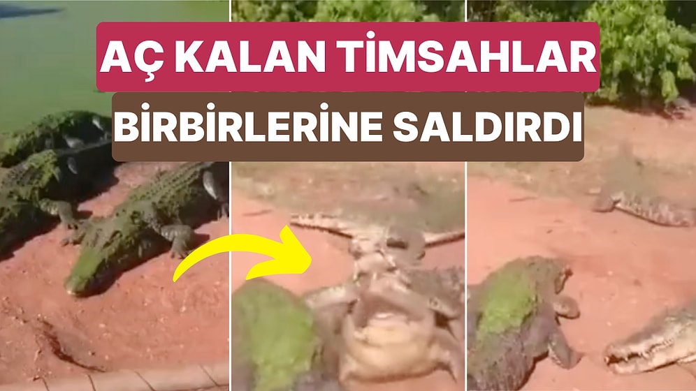 Bir Doğal Yaşam Parkında Aç Kalan Bir Timsah Turistlerin Gözü Önünde Başka Bir Timsahın Bacağını Yedi