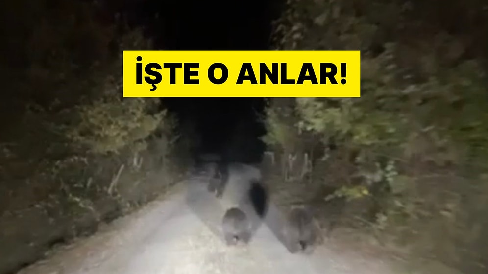 Yurttaş Panik Halinde: Sürü Bir Anda Ortaya Çıkıyor!